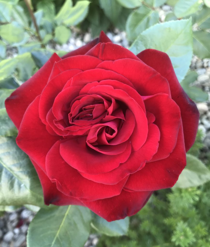 Questa immagine ha l'attributo alt vuoto; il nome del file è IMG_1155-870x1024.jpeg